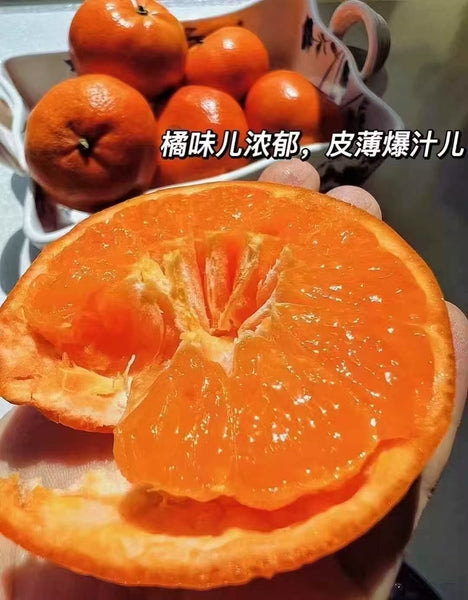 空运新鲜 无籽蜜桔