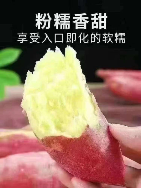 超甜板栗薯