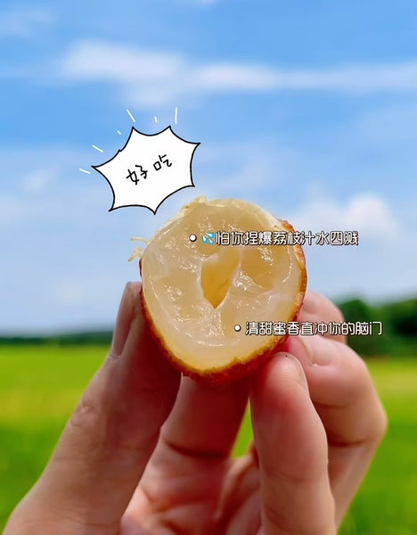 空运新鲜 仙进奉糯米荔枝