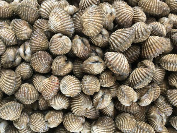 1 pound of fresh snow clam shipped by air