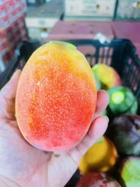 空运新鲜 秘鲁太阳之子芒果