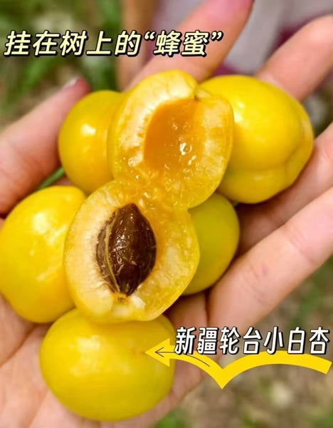 空运新鲜 新疆小白杏 3磅（非纽约地区下单前请咨询客服邮费）