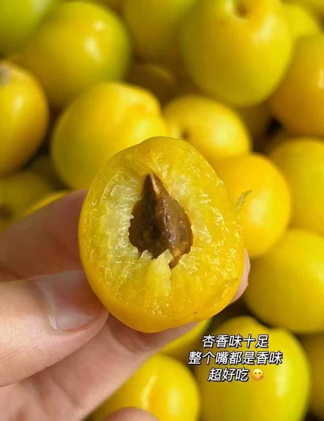 空运新鲜 新疆小白杏 3磅（非纽约地区下单前请咨询客服邮费）