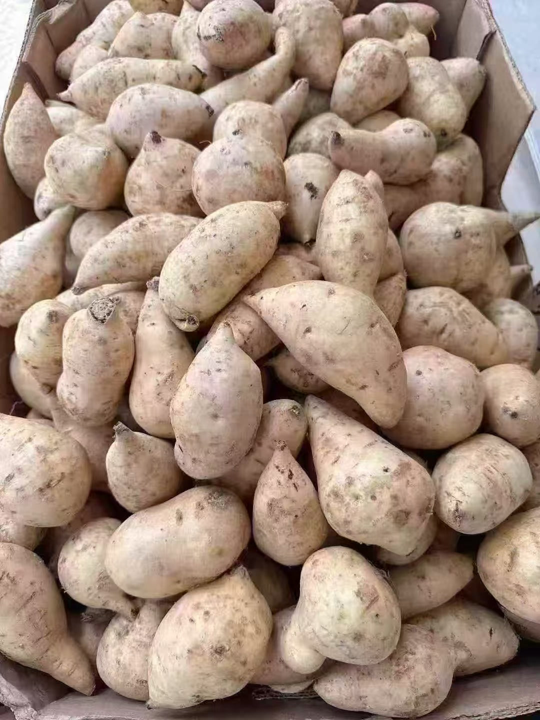 Air-shipped fresh Hawaiian purple sweet potatoes