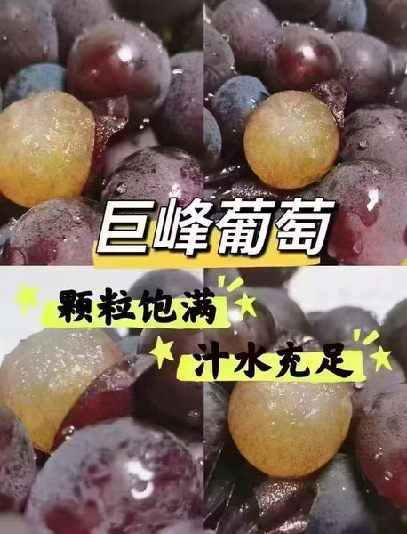 Fresh Kyoho grapes shipped by air