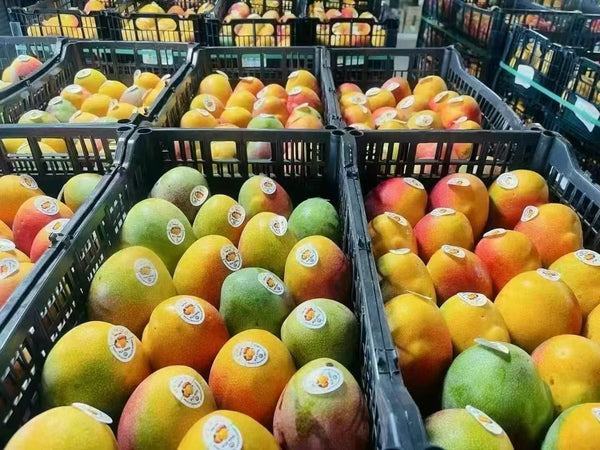 空运新鲜 秘鲁太阳之子芒果