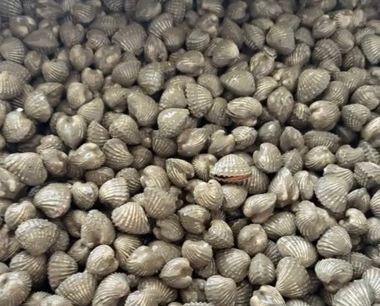 1 pound of fresh snow clam shipped by air
