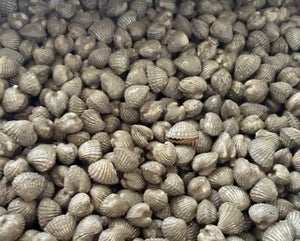 1 pound of fresh snow clam shipped by air