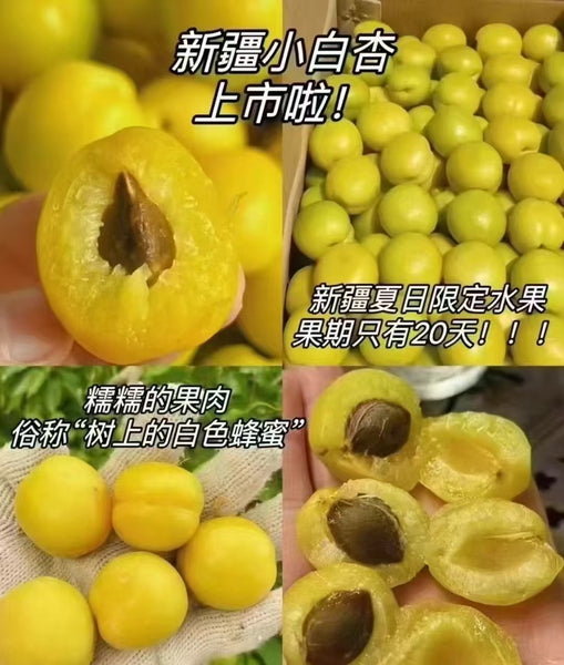 空运新鲜 新疆小白杏 3磅（非纽约地区下单前请咨询客服邮费）