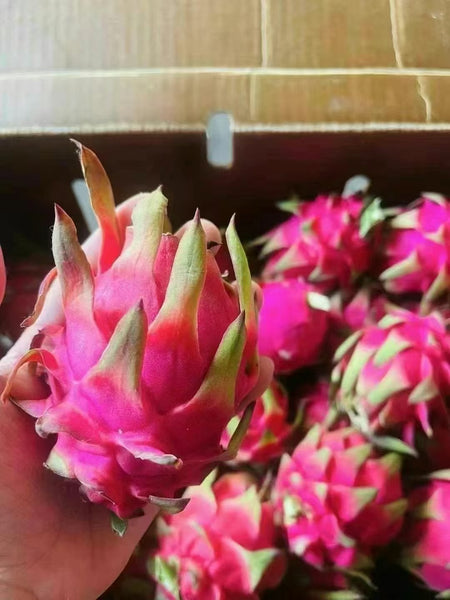 空运新鲜 红肉火龙果