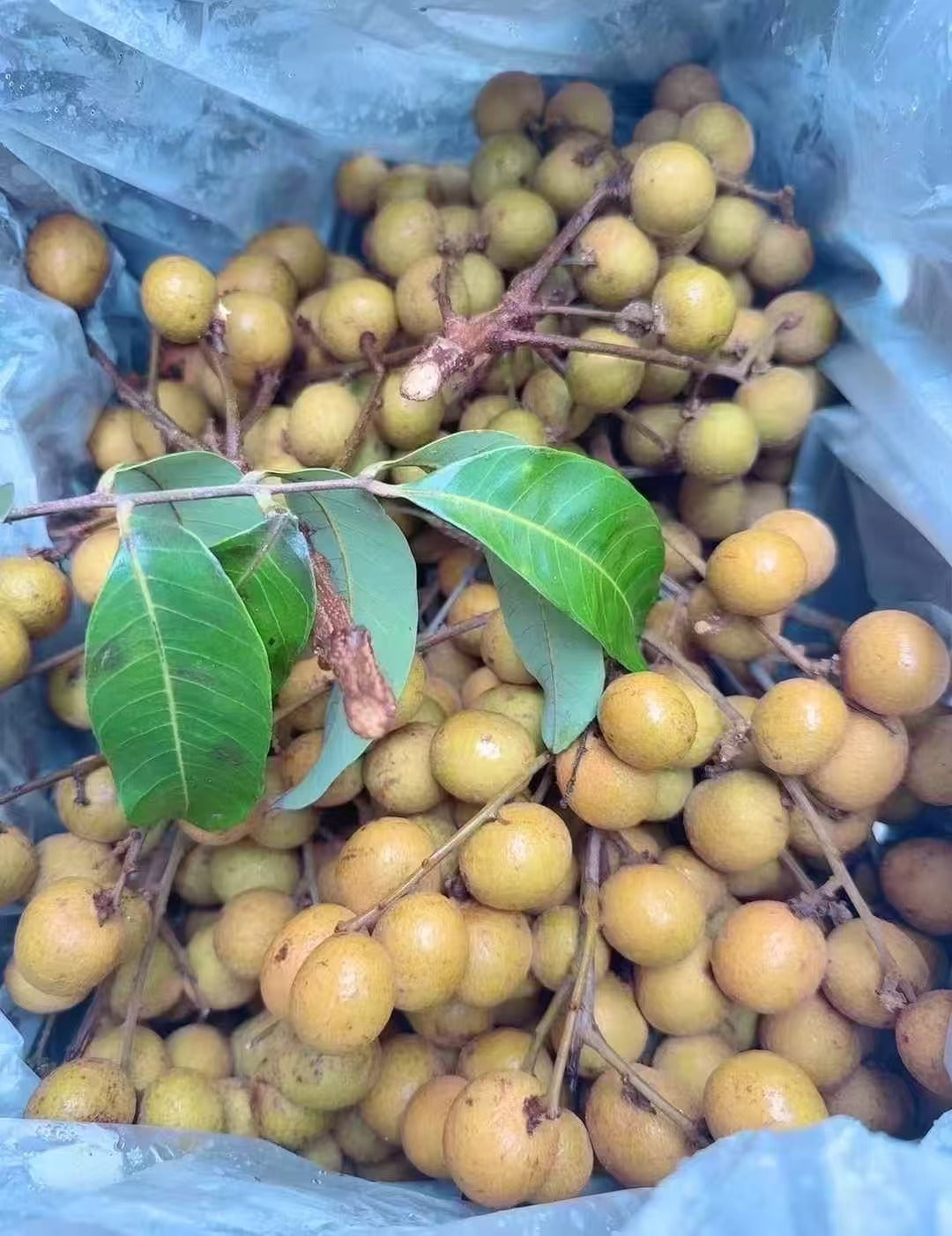 Air transport of fresh longan