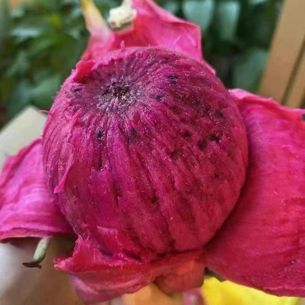 空运新鲜 红肉火龙果