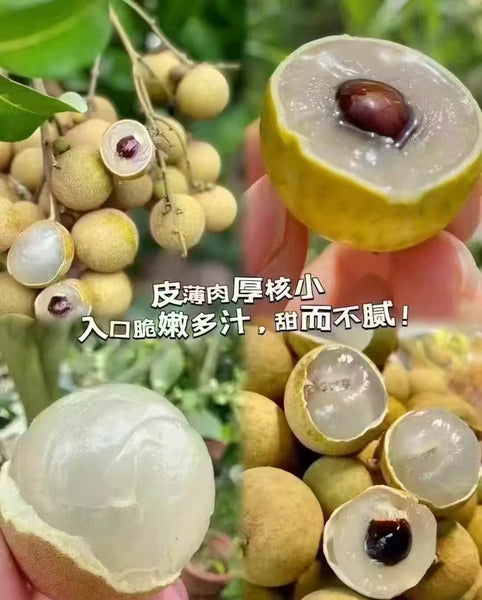 Air transport of fresh longan