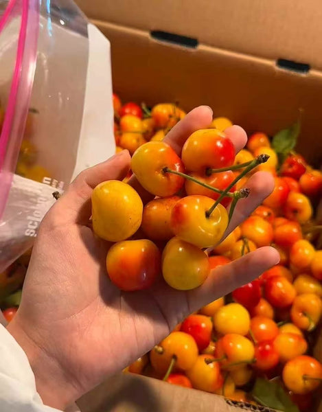 空运新鲜 黄樱桃 1箱16磅